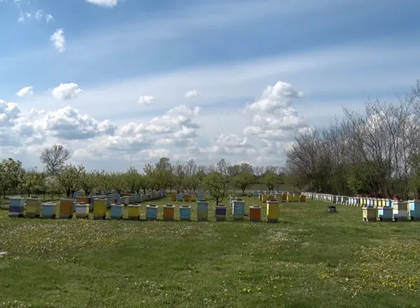 April u pčelinjaku Stanković